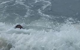 海水喝了会怎么样_喝海水后身体反应