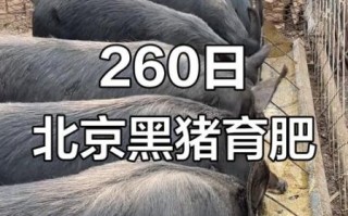 北京黑猪哪里买_北京黑猪多少钱一斤