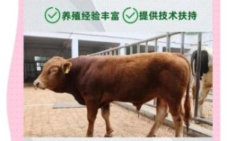牛市场价格走势_如何挑选健康牛犊
