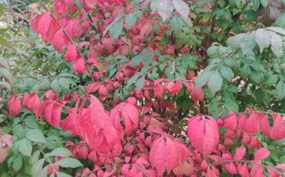 丁香园怎么样_丁香园可靠吗