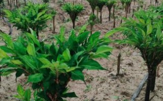 魔芋市场前景怎么样_魔芋有哪些创业机会