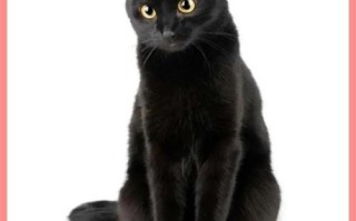 黑猫为什么被视为不吉利_黑猫能带来好运吗