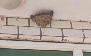 北京燕子什么时候回来_北京燕子筑巢地点在哪