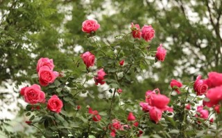 北京市花是什么花_北京市花月季和菊花哪个更代表北京