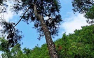 什么样的树林适合徒步_如何判断森林安全性