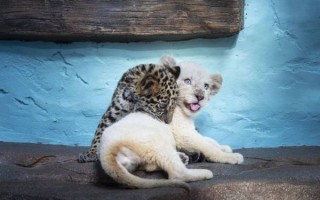 北京野生动物园电话_北京野生动物园客服电话是多少