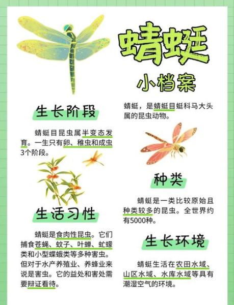 蜻蜓怎么养_蜻蜓吃什么食物-第3张图片-俊逸知识馆 蜻蜓怎么养_蜻蜓吃什么食物-第3张图片-俊逸知识馆