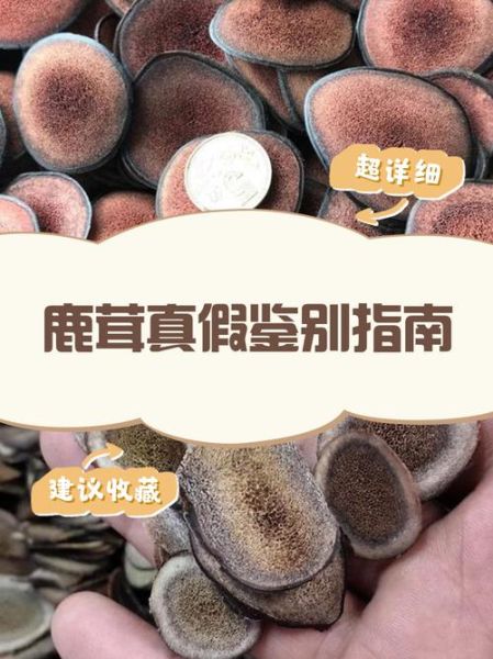 鹿茸价格多少钱一克_鹿茸怎么挑选真假-第1张图片-俊逸知识馆