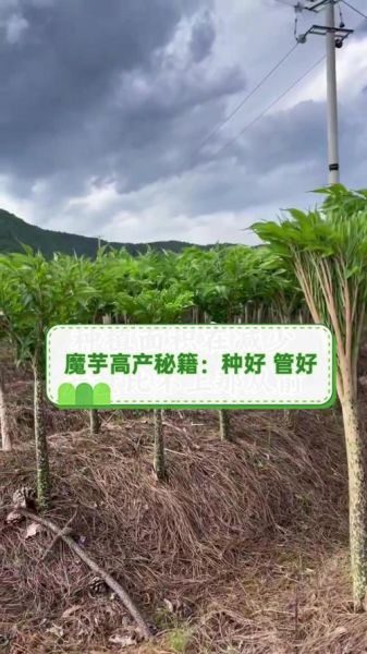 魔芋市场前景怎么样_魔芋有哪些创业机会-第3张图片-俊逸知识馆