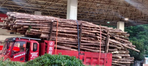 杂木市场价格走势_杂木市场在哪里-第2张图片-俊逸知识馆 杂木市场价格走势_杂木市场在哪里-第2张图片-俊逸知识馆