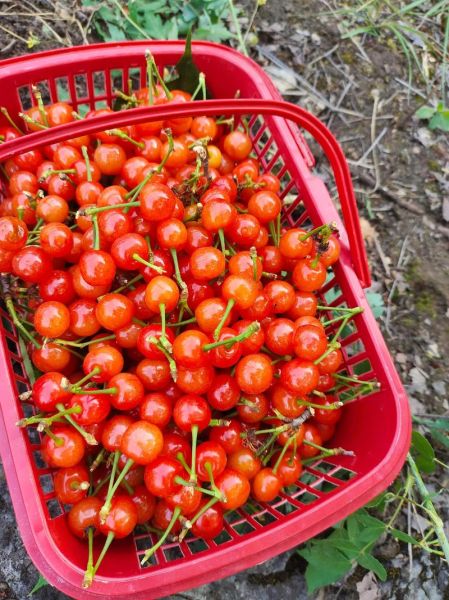 樱桃多少钱一斤_如何挑选新鲜樱桃-第3张图片-俊逸知识馆 樱桃多少钱一斤_如何挑选新鲜樱桃-第3张图片-俊逸知识馆