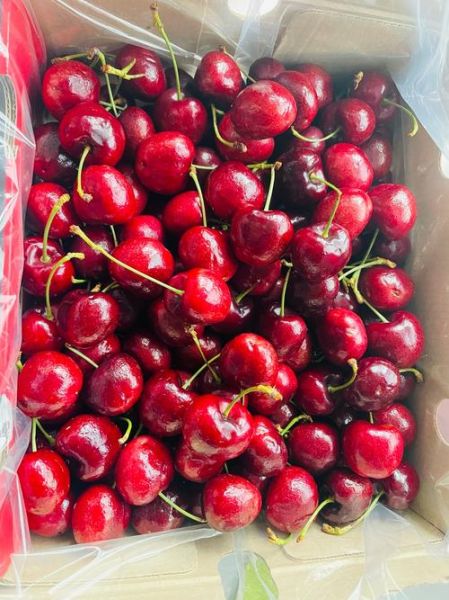 樱桃多少钱一斤_如何挑选新鲜樱桃-第2张图片-俊逸知识馆 樱桃多少钱一斤_如何挑选新鲜樱桃-第2张图片-俊逸知识馆