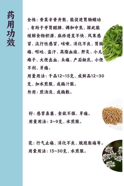 香菜吃多了会怎么样_香菜过量副作用-第1张图片-俊逸知识馆 香菜吃多了会怎么样_香菜过量副作用-第1张图片-俊逸知识馆