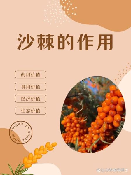 沙棘多少钱一斤_沙棘的功效与作用有哪些-第2张图片-俊逸知识馆
