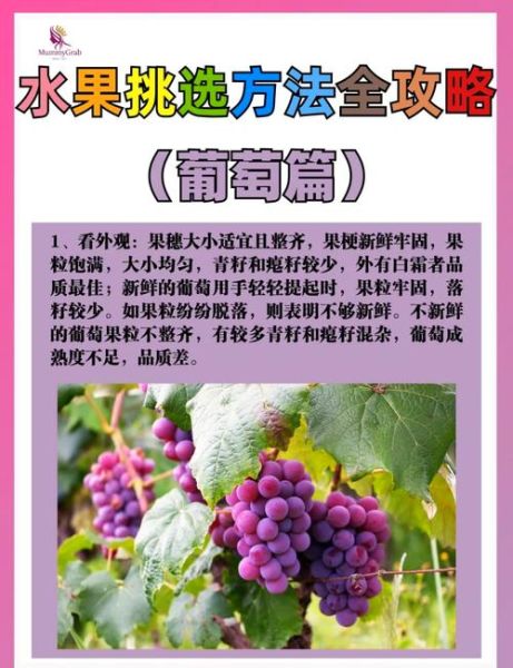 葡萄价格多少钱一斤_葡萄怎么挑选才甜-第1张图片-俊逸知识馆 葡萄价格多少钱一斤_葡萄怎么挑选才甜-第1张图片-俊逸知识馆