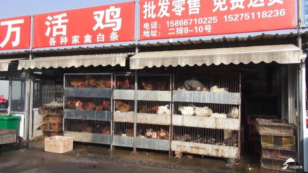 鸡肉价格为什么上涨_鸡肉批发市场在哪里-第3张图片-俊逸知识馆 鸡肉价格为什么上涨_鸡肉批发市场在哪里-第3张图片-俊逸知识馆