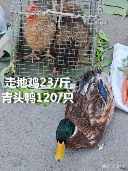 鸡肉价格为什么上涨_鸡肉批发市场在哪里-第2张图片-俊逸知识馆 鸡肉价格为什么上涨_鸡肉批发市场在哪里-第2张图片-俊逸知识馆