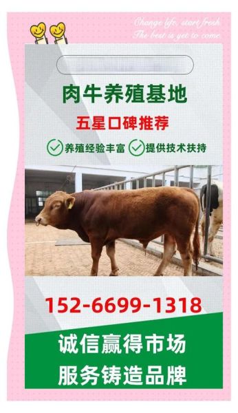 牛市场价格走势_如何挑选健康牛犊-第1张图片-俊逸知识馆 牛市场价格走势_如何挑选健康牛犊-第1张图片-俊逸知识馆