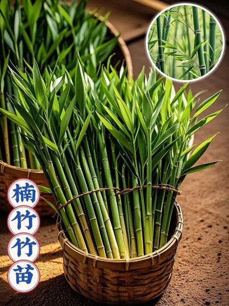 竹子批发价格多少钱一吨_竹子种植前景怎么样-第1张图片-俊逸知识馆 竹子批发价格多少钱一吨_竹子种植前景怎么样-第1张图片-俊逸知识馆