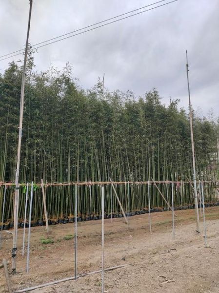 竹子批发价格多少钱一吨_竹子种植前景怎么样-第2张图片-俊逸知识馆 竹子批发价格多少钱一吨_竹子种植前景怎么样-第2张图片-俊逸知识馆