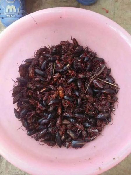 昆虫市场怎么进货_昆虫批发市场在哪里-第1张图片-俊逸知识馆 昆虫市场怎么进货_昆虫批发市场在哪里-第1张图片-俊逸知识馆