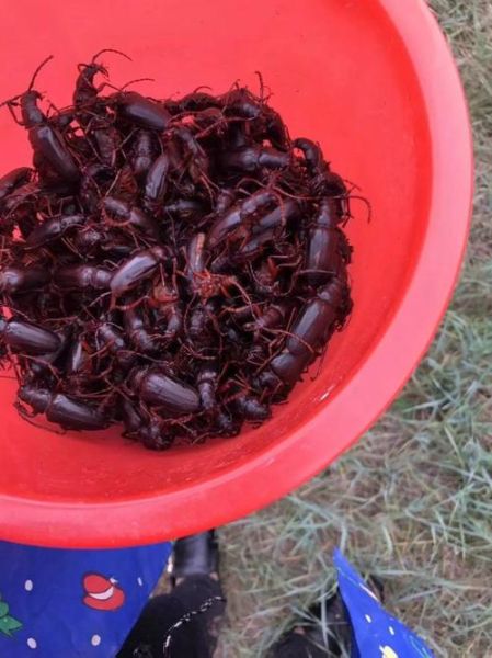 昆虫市场怎么进货_昆虫批发市场在哪里-第3张图片-俊逸知识馆 昆虫市场怎么进货_昆虫批发市场在哪里-第3张图片-俊逸知识馆