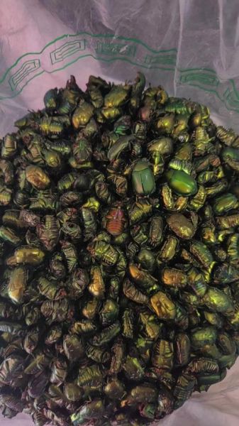 昆虫市场怎么进货_昆虫批发市场在哪里-第2张图片-俊逸知识馆 昆虫市场怎么进货_昆虫批发市场在哪里-第2张图片-俊逸知识馆