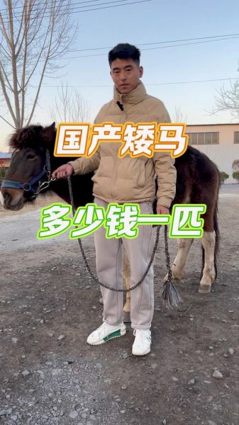 马市场怎么买_马价格一般多少钱-第1张图片-俊逸知识馆 马市场怎么买_马价格一般多少钱-第1张图片-俊逸知识馆