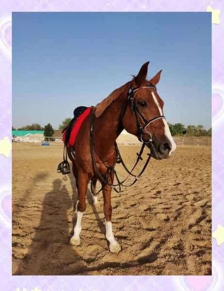 马市场怎么买_马价格一般多少钱-第2张图片-俊逸知识馆 马市场怎么买_马价格一般多少钱-第2张图片-俊逸知识馆