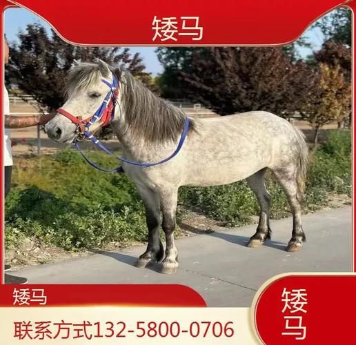 马市场怎么买_马价格一般多少钱-第3张图片-俊逸知识馆 马市场怎么买_马价格一般多少钱-第3张图片-俊逸知识馆