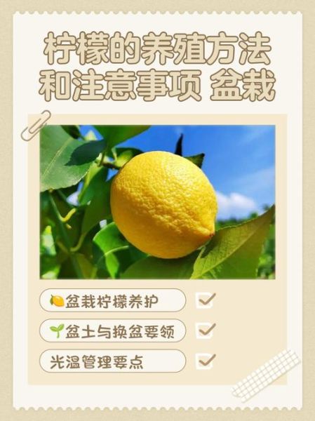 柠檬市场是什么_如何避免买到次品-第1张图片-俊逸知识馆 柠檬市场是什么_如何避免买到次品-第1张图片-俊逸知识馆