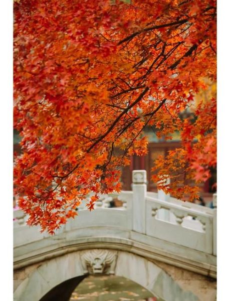 北京香山今天穿什么_香山红叶最佳观赏时间-第1张图片-俊逸知识馆 北京香山今天穿什么_香山红叶最佳观赏时间-第1张图片-俊逸知识馆