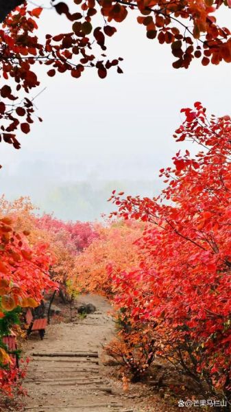 北京香山今天穿什么_香山红叶最佳观赏时间-第3张图片-俊逸知识馆 北京香山今天穿什么_香山红叶最佳观赏时间-第3张图片-俊逸知识馆