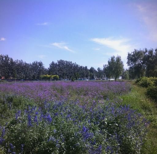 北京蓝调薰衣草庄园门票价格_花期时间-第1张图片-俊逸知识馆 北京蓝调薰衣草庄园门票价格_花期时间-第1张图片-俊逸知识馆