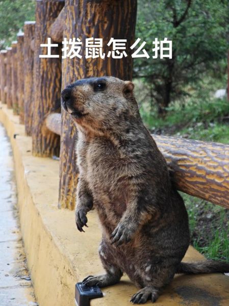 土拨鼠怎么样_土拨鼠可以当宠物吗-第2张图片-俊逸知识馆 土拨鼠怎么样_土拨鼠可以当宠物吗-第2张图片-俊逸知识馆