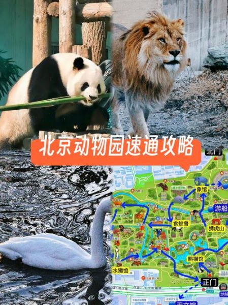 北京动物园电话是多少_北京动物园咨询电话-第1张图片-俊逸知识馆 北京动物园电话是多少_北京动物园咨询电话-第1张图片-俊逸知识馆