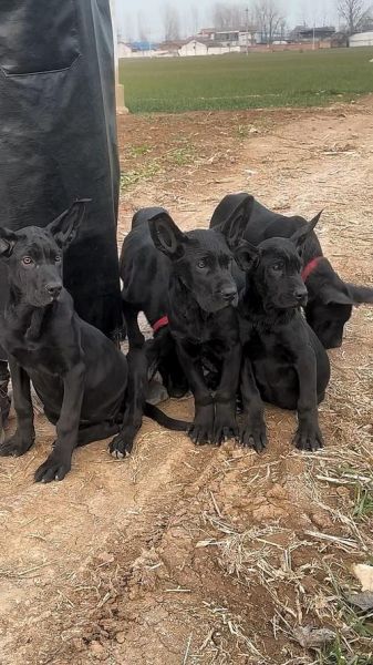 黑狼怎么样_黑狼犬优缺点全解析-第3张图片-俊逸知识馆