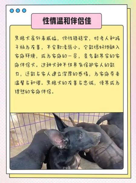 黑狼怎么样_黑狼犬优缺点全解析-第1张图片-俊逸知识馆