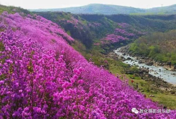 金达莱股票值得买吗_金达莱股票未来走势如何-第2张图片-俊逸知识馆