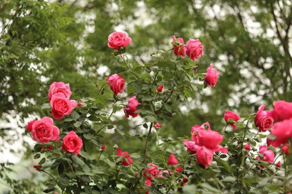 北京市市花是什么花_北京市花月季和菊花区别-第1张图片-俊逸知识馆