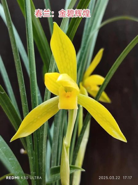 春兰股份股票怎么样_春兰股份值得长期持有吗-第1张图片-俊逸知识馆 春兰股份股票怎么样_春兰股份值得长期持有吗-第1张图片-俊逸知识馆