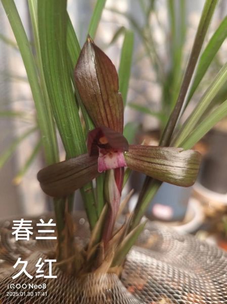 春兰股份股票怎么样_春兰股份值得长期持有吗-第3张图片-俊逸知识馆 春兰股份股票怎么样_春兰股份值得长期持有吗-第3张图片-俊逸知识馆