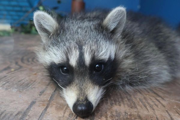 小浣熊可以当宠物吗_小浣熊多少钱一只-第2张图片-俊逸知识馆 小浣熊可以当宠物吗_小浣熊多少钱一只-第2张图片-俊逸知识馆