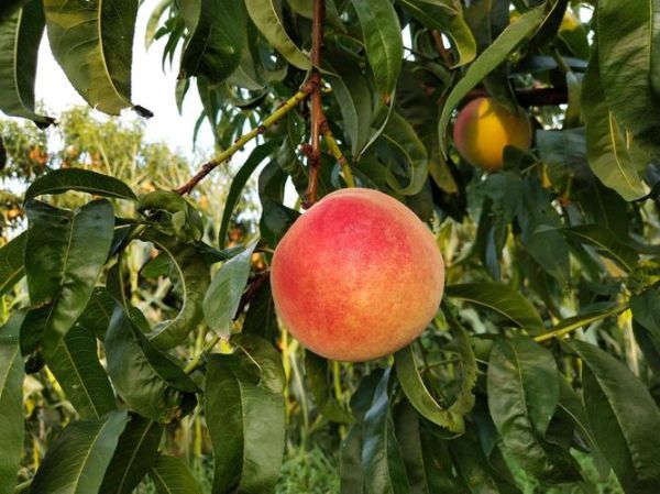 北京十四号桃好吃吗_北京十四号桃几月成熟-第3张图片-俊逸知识馆 北京十四号桃好吃吗_北京十四号桃几月成熟-第3张图片-俊逸知识馆