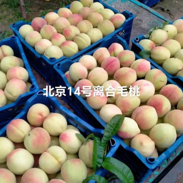 北京十四号桃好吃吗_北京十四号桃几月成熟-第1张图片-俊逸知识馆 北京十四号桃好吃吗_北京十四号桃几月成熟-第1张图片-俊逸知识馆