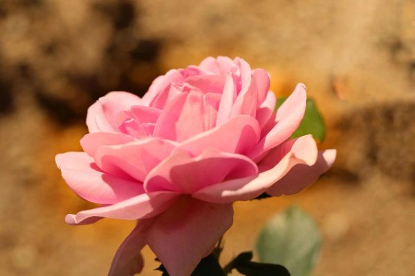 北京市花是什么花_北京市花月季和菊花哪个更代表北京-第3张图片-俊逸知识馆 北京市花是什么花_北京市花月季和菊花哪个更代表北京-第3张图片-俊逸知识馆