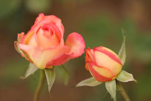 北京的市花是什么花_北京市花月季和菊花区别-第3张图片-俊逸知识馆