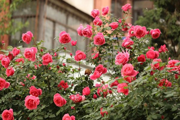 北京的市花是什么花_北京市花月季和菊花区别-第2张图片-俊逸知识馆