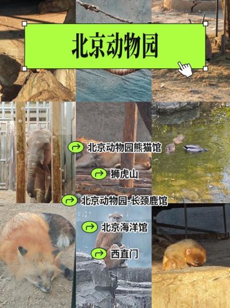北京动物园在几环_北京动物园属于几环内-第2张图片-俊逸知识馆