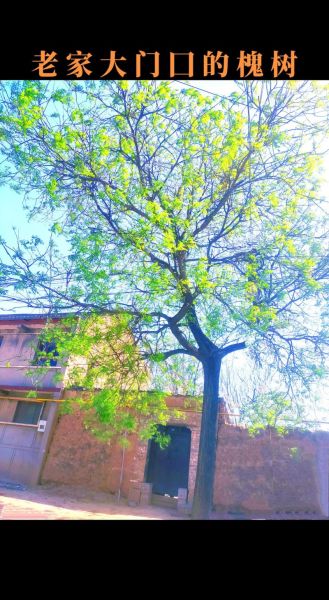 北京市树是什么_北京市树国槐和侧柏的象征意义-第2张图片-俊逸知识馆 北京市树是什么_北京市树国槐和侧柏的象征意义-第2张图片-俊逸知识馆